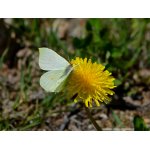 Žluťásek řešetlákový