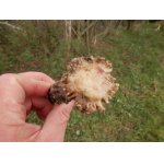 Poměrně velká růže se světlou skvrnou od barvy na pečeti 