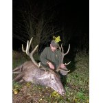 Životní jelen v našem revíru 