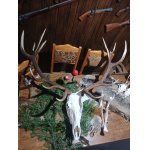 Životní jelen v našem revíru 