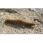 Bourovec dubový - larva