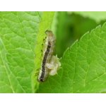 Hnědopáska dubová