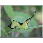 Hranostajník vrbový