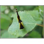 Hranostajník vrbový