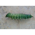 Hřbetozubec březový 