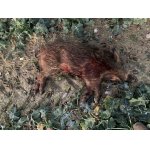 Naháňková komora .