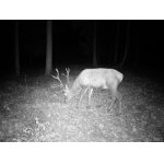 Návštěvník před fotopastí