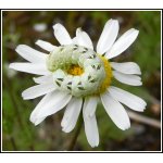 Kukléřka heřmánková 