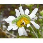 Kukléřka heřmánková 