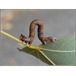 Drsnokřídlec březový