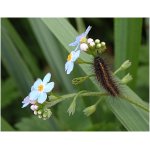 Přástevník mátový