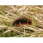 Přástevník medvědí