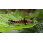 Štětconoš trnkový 