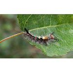 Štětconoš trnkový 