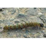 Vztyčnořitka lipová