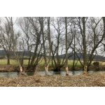 BOBR SE SNAŽÍ....:-)))