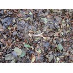 Včerejší nález ležel přesně v místech, kde jsem našel i loni