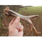 Už na první pohled vyniká na shozu veliká růže