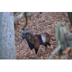 DOBRÝ  ZÁBĚR..:-)))