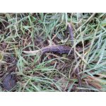 V neděli se leskl v trávě přímo před žebříkem u kazatelny