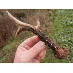 V drobném mrholení vyniklo jeho bohaté perlení