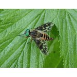 Číhalka pospolitá - sameček 