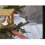 koňadra a modřinka