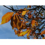 LETOŠNÍ PODZIM JE NENÁVRATNĚ PRYČ.