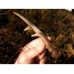 Přední výsada nesměřuje dopředu, ale je zalomená doprava