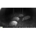 prasátka v předvánoční večer