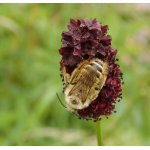 Chluponožka chrastavcová