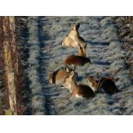 Srnčí siesta v Iršay O.