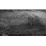 Daňčí zvěř a automat 