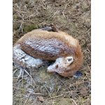 Kto vie aký mala osud.