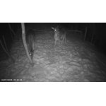 Bez mála na dvore mám tu jablon kde sú ešte jablká.