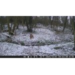 silvestrovský zajíc