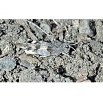 Saranče modrokřídlá