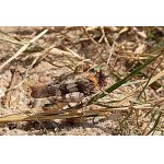 Saranče modrokřídlá