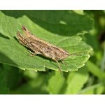 Saranče širokokřídlá