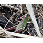 Saranče zlatavá s erytrismem