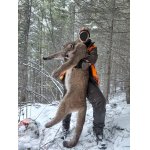 Puma americká ( Moutain lion) II.