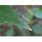 Komár kroužkovaný - samec