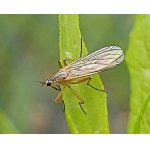 Kroužilka žlutavá