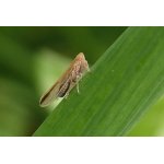 Ostruhovník - křís