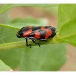 Pěnodějka červená - křís