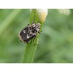 Larva pěnodějky v pěnovém obalu