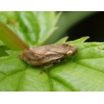 Pěnodějka obecná - křís