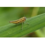 Sítinovka zelená - nymfa