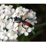 Cylindromyia brassicaria  - kuklice