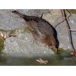 I V ZIMĚ SE MUSÍ PÍT...:-)))